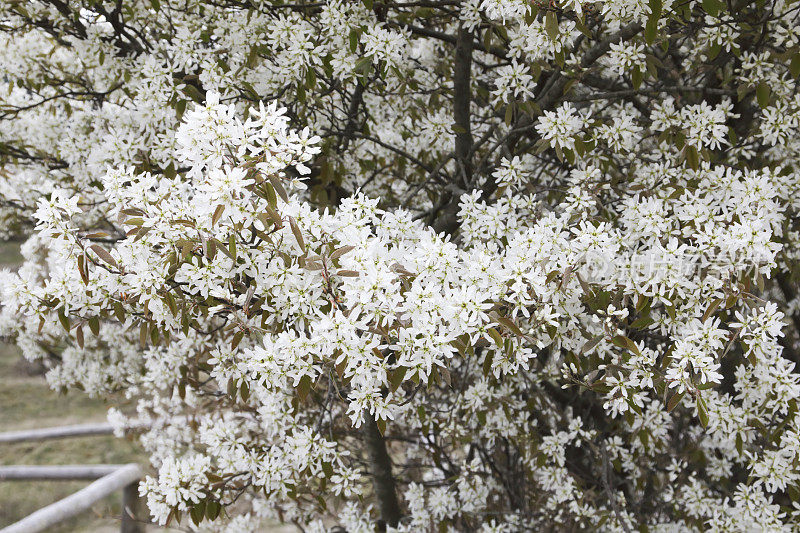 《Blossom》中的Juneberry (Amelanchier lamarckii)